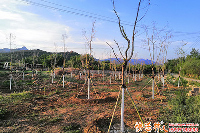 樹(shù)干涂白劑的價(jià)格分析與市場(chǎng)參考
