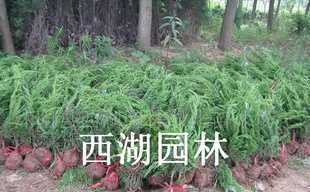 園林綠化主力花木 紅葉小檗、金葉女貞、瓜子黃楊與龍柏的全解析