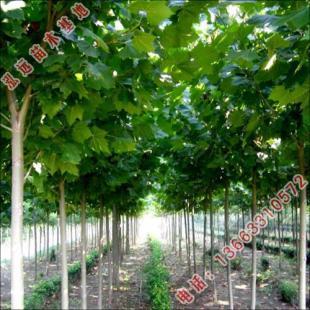 河北省泓遠(yuǎn) 專(zhuān)注園林綠化苗木與農(nóng)副產(chǎn)品，打造生態(tài)綠色未來(lái)——世界工廠(chǎng)網(wǎng)優(yōu)質(zhì)供應(yīng)商