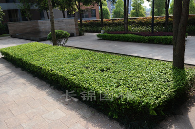 長錦園林綠化 專業(yè)綠化養(yǎng)護(hù)服務(wù)，守護(hù)重慶每一抹綠意